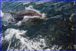 Eco Tours thru the summer - swim with the dolphins.